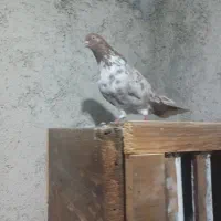 کبوتر|پرنده|رشت, چمارسرا|دیوار