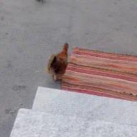 جوجه