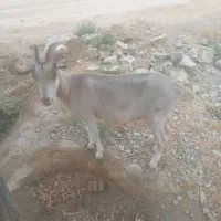 بزفروشی