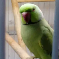 جفت ملنگوی مولد + دو جوجه یک و نیم ساله