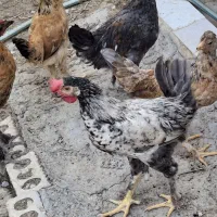 جوجه ی محلی تمیز دونه ای ۷۰۰ تومان