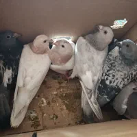 سارسبزجوجه