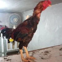 مرغو خروس لاری