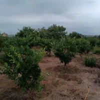 زمین-بافت-مسکونی-باغی-واقع-در-ساری