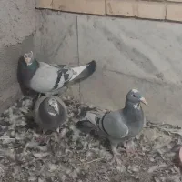 جفت سبز پلنک