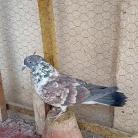 ماده سوسکی