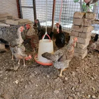 ۱۱ مرغ محلی اصیل جنوبی