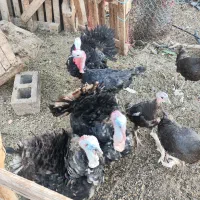 بوقلمون نر برنزه آمریکایی