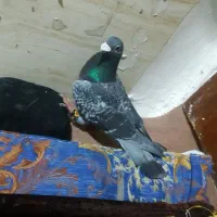 کفتر گرفتنی