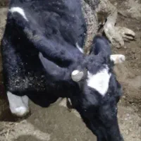 خرید فروش گاو شکسته