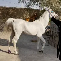 اسب نریان کرداصیل