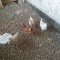 مرغ