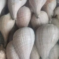 صدف تزئینی و دکوراسیونی.