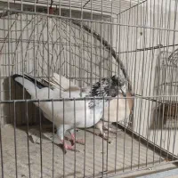 دوعددکفتر یا کبوتر