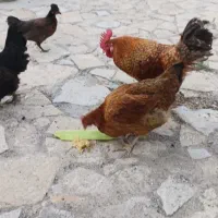 خروس جوان سالم