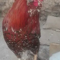 خروس گلین کم سر صدا