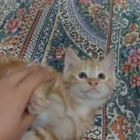 بچه گربه