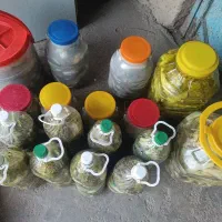 ترشی کما|عمده‌فروشی|ذلقی, |دیوار