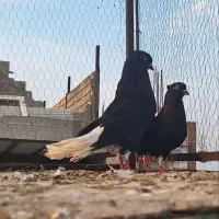 زیل دم سفید