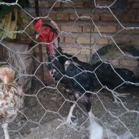 خروس ومرغ لاری