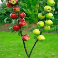 سلام خرید میوه سردرختی