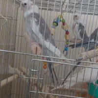 جوجه عروس هلندی
