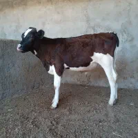 گوساله‌نر