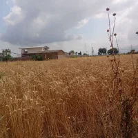 گندم