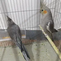عروس هلندی
