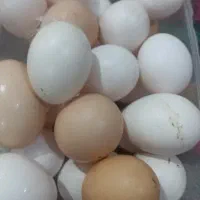 تخم مرغ محلی
