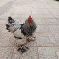 خروس|حیوانات مزرعه|مبارکه, |دیوار