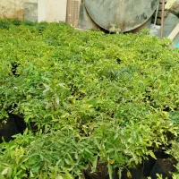 نشا گوجه فرنگی فلفل بادمجان