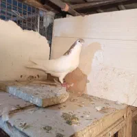 پرنده رنگی|پرنده|قم, صفائیه|دیوار