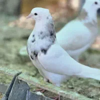 کبوتر طوقی