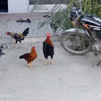 فروش مرغ خروس محلی