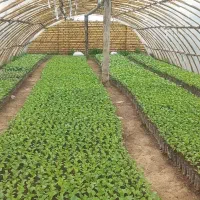 نهال خربزه تونالیت