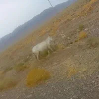 الاغ کره دار