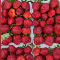 زنجبیل+آناناس، گوجه سبز