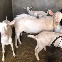 بز سانن اصل اصل کچل بدون شاخ