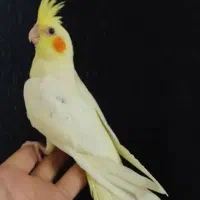 عروس هلندی زیبا طوطی گرینچک قناری سهره