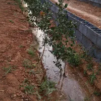 فروش یا معاوضه باغ با درختان پسته ومیوه