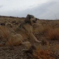 سگ ماده