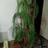 درخت نخل مرداد