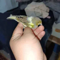 قناری|پرنده|کهریزک, |دیوار