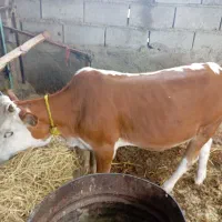 تلیسه گوساله دورگ آماده پروار و چاق
