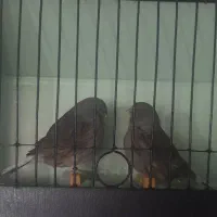 فروش قناری گلاستر