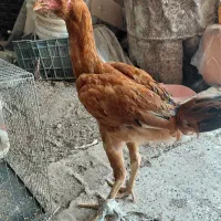 جوجه‌خروس‌لاری‌افغان