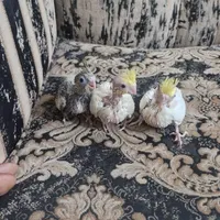 جوجه عروس هلندی سرلاکی|پرنده|تهران, زمزم|دیوار