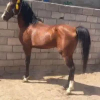 اسب قدم نر