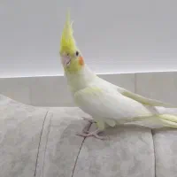 عروس هلندی به همراه قفس بزرگ